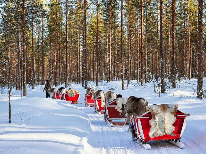 LAPONSKA - BOŽIČEK IN ARKTIČNA DOŽIVETJA