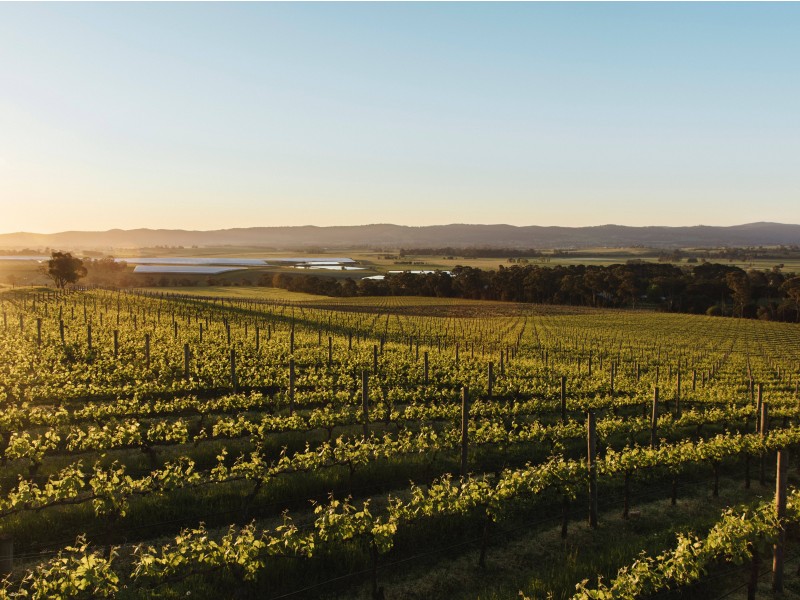Veliko vinsko kulinarično potovanje AVSTRALIJA