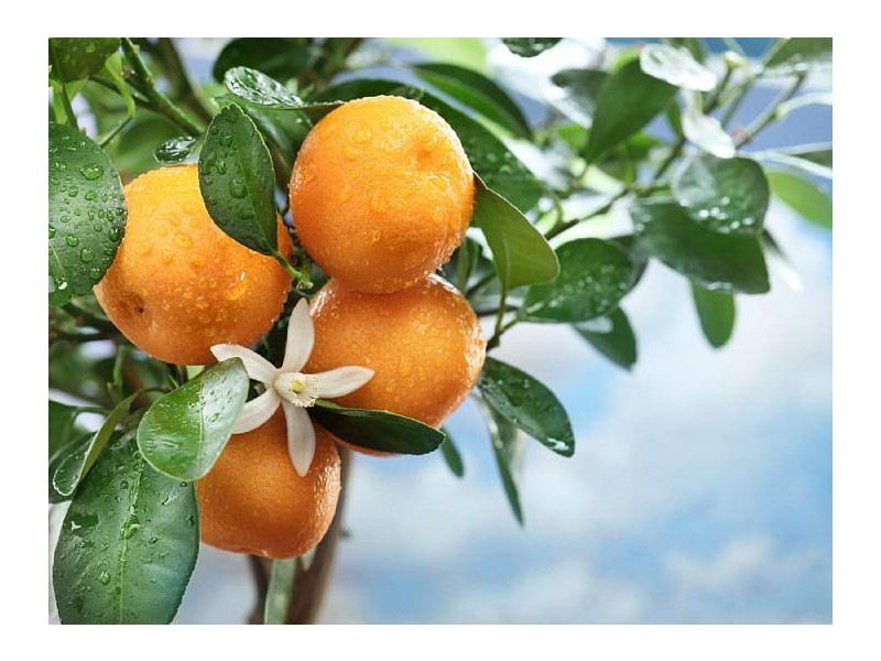 PRAZNIK OLJKE NA BRAČU IN MANDARINE