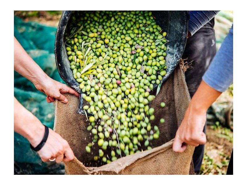 PRAZNIK OLJKE NA BRAČU IN MANDARINE