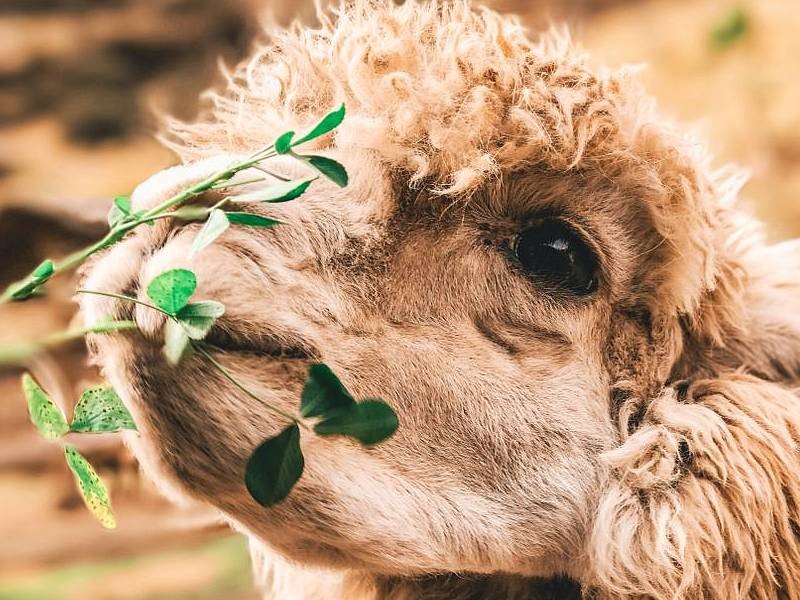 PERU - SKRIVNOSTNI SVET INKOV