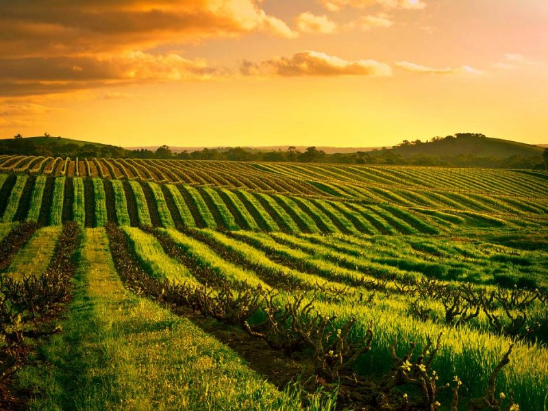 Veliko vinsko kulinarično potovanje AVSTRALIJA