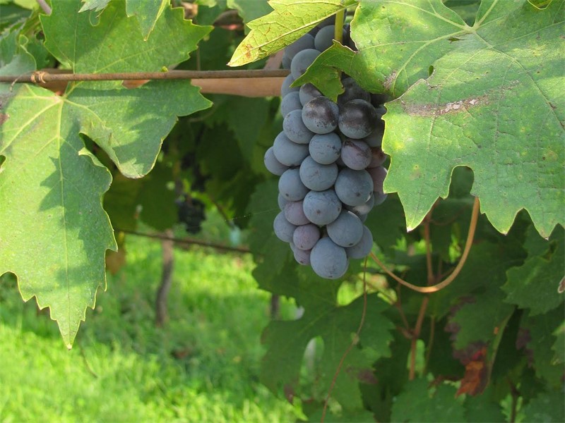VALPOLICELLA, Soave, Lugana in Strada del Riso 