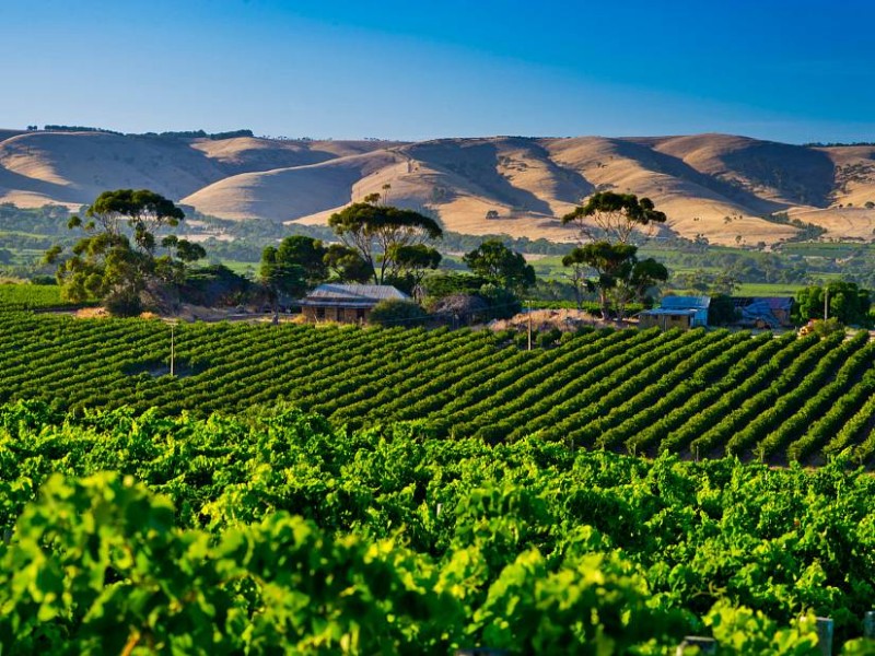 Veliko vinsko kulinarično potovanje AVSTRALIJA