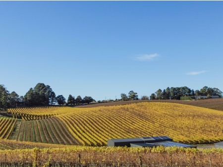 Veliko vinsko kulinarično potovanje AVSTRALIJA