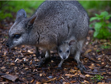 Veliko vinsko kulinarično potovanje AVSTRALIJA