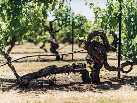 Veliko vinsko kulinarično potovanje AVSTRALIJA