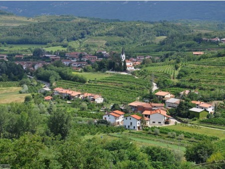 VINSKI VLAK PO VIPAVSKI DOLINI