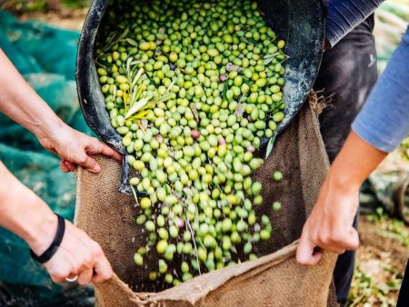 PRAZNIK OLJKE NA BRAČU IN MANDARINE