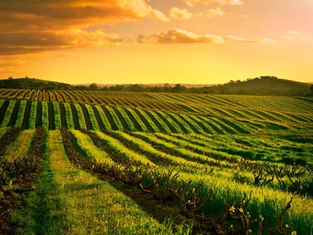 Veliko vinsko kulinarično potovanje AVSTRALIJA