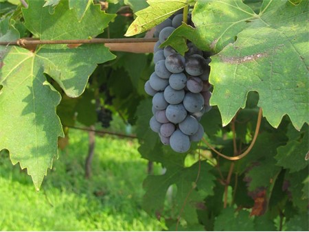 VALPOLICELLA, Soave, Lugana in Strada del Riso 