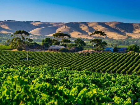 Veliko vinsko kulinarično potovanje AVSTRALIJA