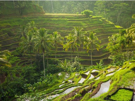 NOVOLETNI BALI IN GILIJI