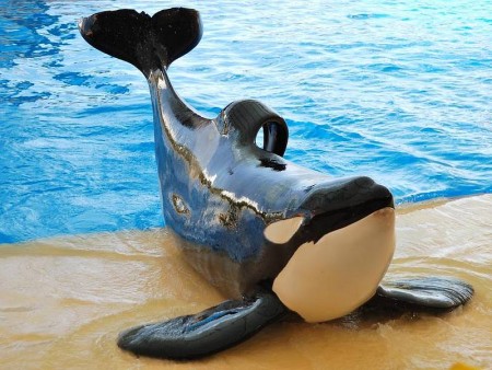 TENERIFE - RAJ ZA LJUBITELJE NARAVE IN AKTIVNE POČITNICE