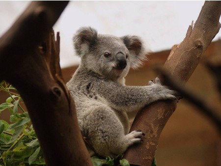 Veliko vinsko kulinarično potovanje AVSTRALIJA