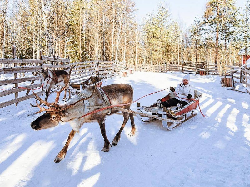 LAPONSKA - BOŽIČEK IN ARKTIČNA DOŽIVETJA