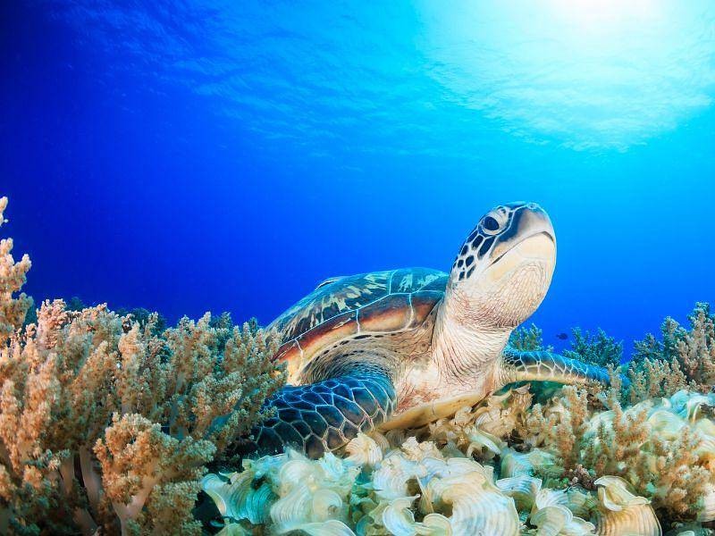 RAJSKI BALI IN POČITNICE NA OTOKIH GILI