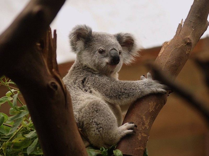 Veliko vinsko kulinarično potovanje AVSTRALIJA