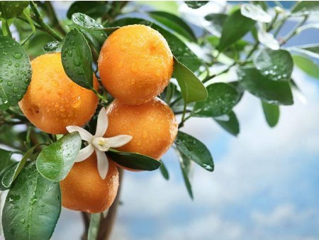 PRAZNIK OLJKE NA BRAČU IN MANDARINE