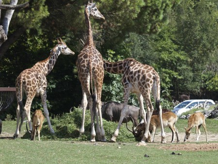 VERONA IN ZOO SAFARI