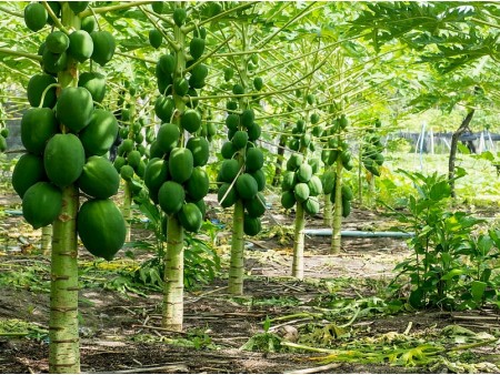 ŠRILANKA IN ODDIH NA MALDIVIH