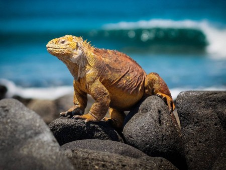 EKVADOR IN GALAPAGOS