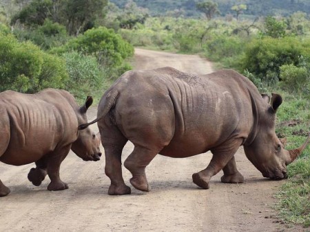 JUŽNA AFRIKA, ESVATINI IN ZIMBABVE