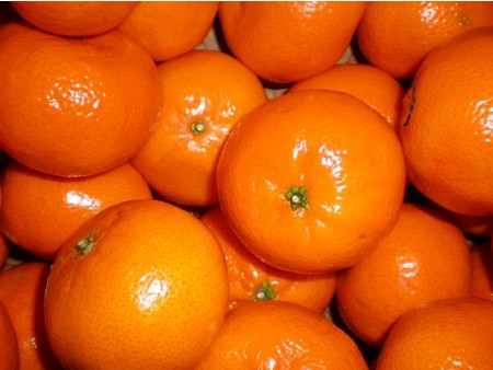 OBIRANJE MANDARIN V DOLINI REKE NERETVE