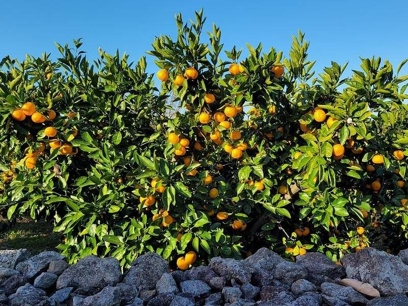 POČITNICE NA PELJEŠCU, KORČULA IN OBIRANJE MANDARIN V DOLINI NERETVE