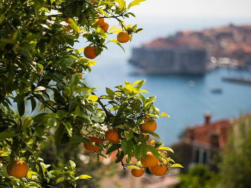 POČITNICE NA PELJEŠCU, KORČULA IN OBIRANJE MANDARIN V DOLINI NERETVE