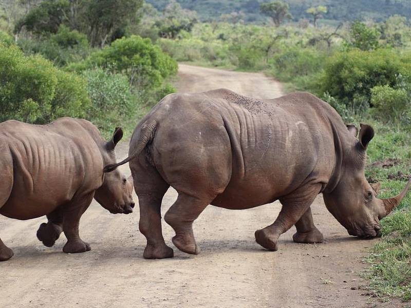JUŽNA AFRIKA, ESVATINI IN ZIMBABVE
