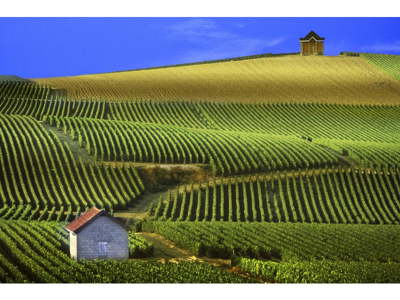 vinogradi
